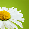 Daisy3